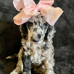 Rebekah (Pink Collar) - Gray female Poodle puppy in Austin, Texas from Haylee’s Pups & Paws