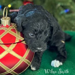Australian Labradoodle Puppies from Sandcastle Labradoodles