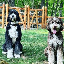 Bernedoodle Puppies from Natchez Trace Doodles