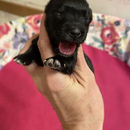 Girl 5 - Black female Miniature Schnauzer puppy in Malvern, Arkansas from Deep South Miniature Schnauzers