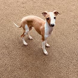 Green (Boy 2) - Red male Italian Greyhound puppy in Arkadelphia, Arkansas from Concordia