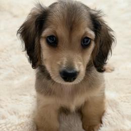 Tiny- Hope - Cream female Dachshund puppy in Murfreesboro, Tennessee from Kimbrie's Dream Cream Doxies