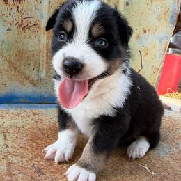 Outlaw - male Miniature Australian Shepherd puppy in Godley, Texas from Bradley Kennels