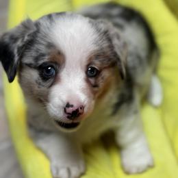 American Corgi and Pembroke Welsh Corgi Puppies from Low Riders Corgis & Mini Aussies