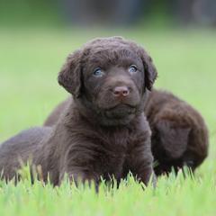 Chesapeake Bay Retrievers and Labrador Retrievers from Terranova Retrievers