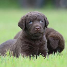 Chesapeake Bay Retrievers and Labrador Retrievers from Terranova Retrievers