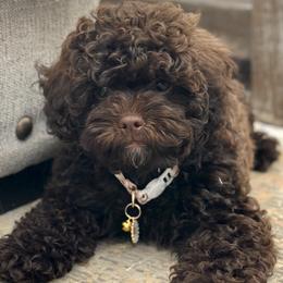 Maltipoos, Poodles, and Shihpoos from Doodle Lane - Toy Doodles Alabama