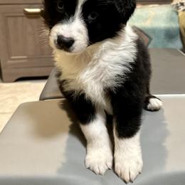 Australian Shepherd Puppies from Highland Haven Australian Shepherds