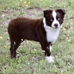 Bear - Red & white male Miniature Australian Shepherd puppy in Evant, Texas from Lazy VT Bar Ranch