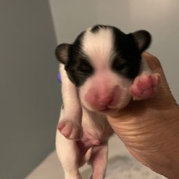 Maxwell - White black and tan male Papillon puppy in Central Florida, Florida from Sunshine Papillons