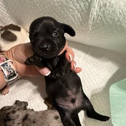 Pauli - Black male Dachshund puppy in Whitesboro, Texas from Joanie's Tickled Pink Puppies
