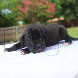Emerald - Black male Great Dane puppy in Denison, Texas from Hundeity Great Danes