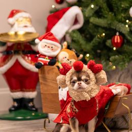 Baby Ellie- 7,560 - Chocolate and white female Chihuahua puppy in Jacksonville, Florida from Petits Chihuahuas