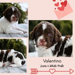 Valentino - Liver and white male Brittany puppy in Hollidaysburg, Pennsylvania from Royal Flush Farms