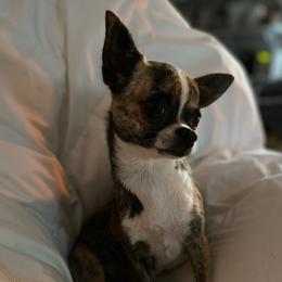 Annie - Chihuahua