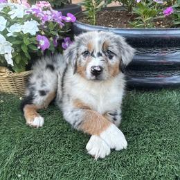 Boy 1 - Blue merle male Australian Shepherd puppy in San Bernardino, California from Zermeno Ranch