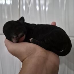 Coco - Black female Poodle puppy in Chandler, Arizona from Fabi toy Poodle