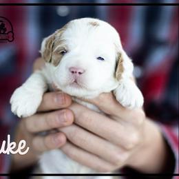 Australian Labradoodle Puppies from South Mitten Labradoodles