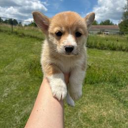 Lava Girl - Red female Pembroke Welsh Corgi puppy in Delton, Michigan from CorGizmo