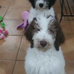 Poodles from Standard Poodles of Eason Farm