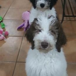 Poodles from Standard Poodles of Eason Farm