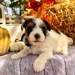 Tillie - Black tan and white female Biewer Terrier puppy in Winslow, Arkansas from Morning Glory Puppies