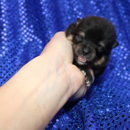 Maserati - Black and tan male Pomeranian puppy in Anna, Texas from Fantasy Pomeranians & Fantasy Aussies