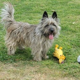 Cairn Terrier Puppies from Ferguson's Cairn Terriers