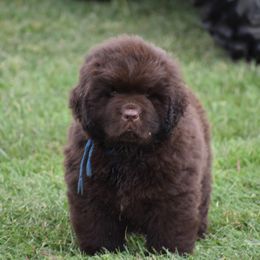 Newfoundland Puppies from Bydand Newfoundlands