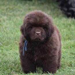 Newfoundland Puppies from Bydand Newfoundlands