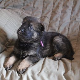 Nikita's Purple boy - Sable male German Shepherd puppy in Lake George, Colorado from High Country German Shepherds