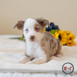 Louisiana  (Louie) - Red merle male Miniature Australian Shepherd puppy in Buna, Texas from R & C Kennels
