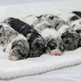 Goldendoodle and Poodle Puppies from Corbin’s Southern Curl’s
