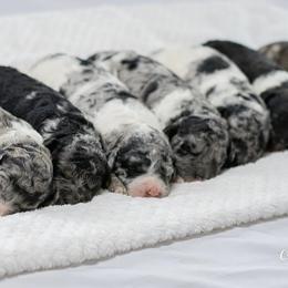 Goldendoodle and Poodle Puppies from Corbin’s Southern Curl’s