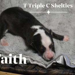 Faith - Sable and white female Shetland Sheepdog puppy in Gladbrook, Iowa from T Triple C Shelties