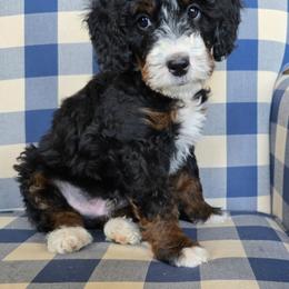 Eli - Tri-color male Bernedoodle puppy in Galt, Missouri from Only Doodles!