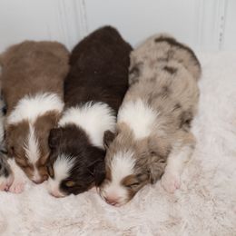 Australian Shepherd Puppies from Carolina Aussies