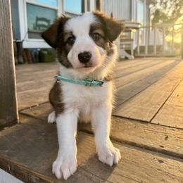 Orzo - Saddleback sable female Border Collie puppy in Lodi, California from R3 Sport Dogs (R3 Goldens/ R3 Border Collies)