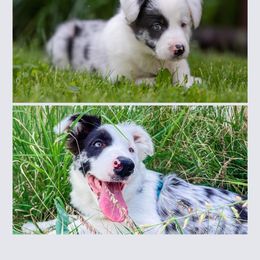 Border Collie All Grown Up from Dual Traxx Border Collies