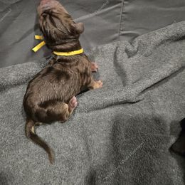 Bloodhound Puppies from Diamond Bloodhound Kennels