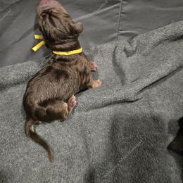 Bloodhound Puppies from Diamond Bloodhound Kennels