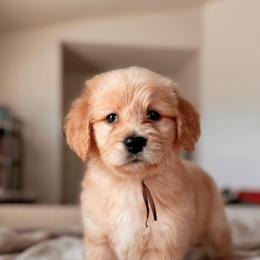 Scone, Boy - Red  male Goldendoodle puppy in Maricopa, Arizona from Desert Ridge Doodles