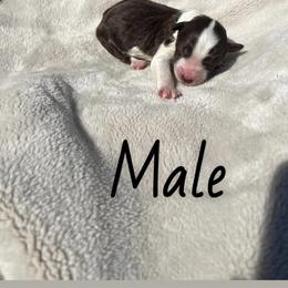 Myrtle - Red male Aussiedoodle puppy in Cleveland, Tennessee from C&S Kennels