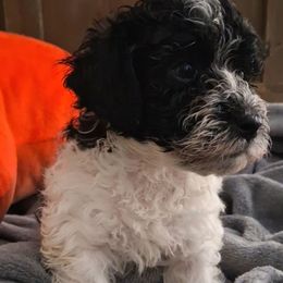 Yang - Black and white female Shihpoo puppy in Macon, Georgia from Shipoo Lane