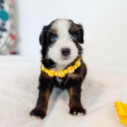 Lilo-yellow - Tri-color female Bernedoodle puppy in Ontario, California from Teddy Doodles & Standard Poodles