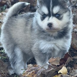 Girl 6 - Gray and white female Pomsky puppy in Tennessee from Hudson’s Huskies & Pomskies