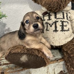 Shaded cream dapple - Dapple female Dachshund puppy in Bryan, Ohio from Wysteria Hill Doxies