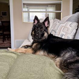 Maverick - Black and red male German Shepherd puppy in Perrysburg, Ohio from Fancy GSDs