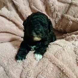 Mocha - Silver female Havapoo puppy in North Carolina from Faithful Hearts Kennel
