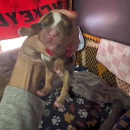 Boy 2 - Parti male Yorkshire Terrier puppy in Ohio from Britt n Cindys Yorkshire Terriers